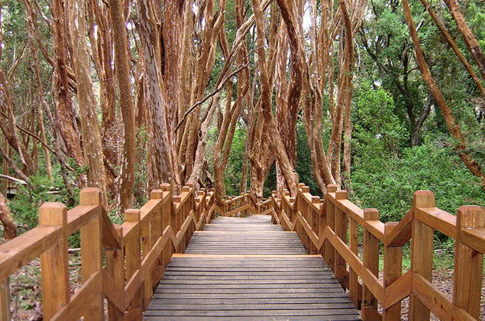 Passeios em Família em Bariloche - Bosque de Arrayanes