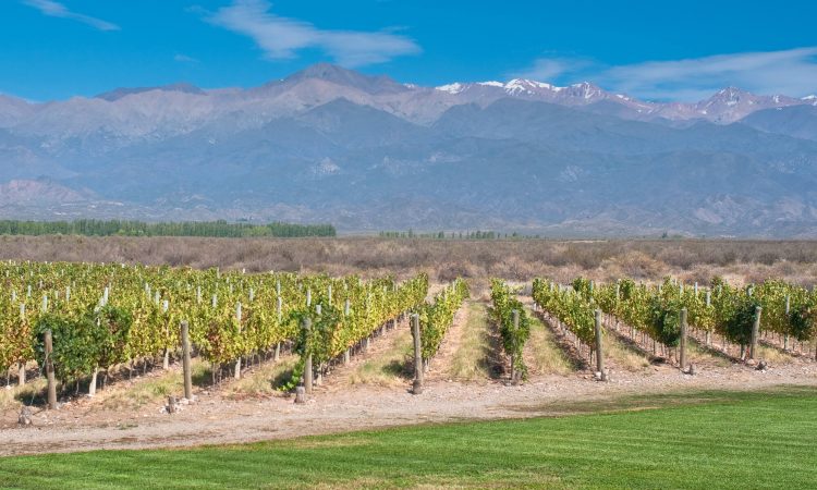 Conheça agora a rota de vinho em Mendoza e apaixone-se!